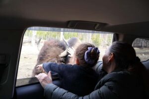 From Montreal: Omega Park Wildlife Safari Calling Sounds - A full day out of Montreal, without the hassle