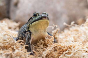 Montreal: Ecomuseum Zoo Entry Ticket - Your 1-Day Plan: How to Use the Time Best