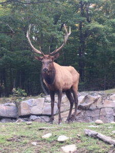 Montreal: Private Day Tour to Parc Omega & Montebello Lodge - Parc Omega: close-up Canadian wildlife, with hands-on moments