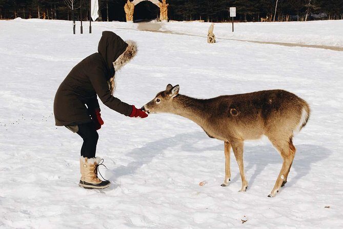 Private day tour to wildlife Parc Omega and Montebello lodge from Montreal - What you’ll actually do at Parc Omega (the car-feeding details)